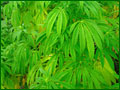 Hemp Plants