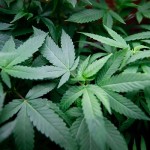 Pot lowers intimate partner violence.
