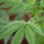Why marijuana’s moment has arrived