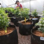 Colorado aims to produce more legal pot
