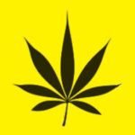 Does Marijuana Harm the Brain? 