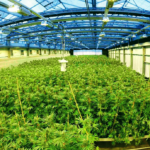 Task Force to Examine Medical Cannabis in Tennessee